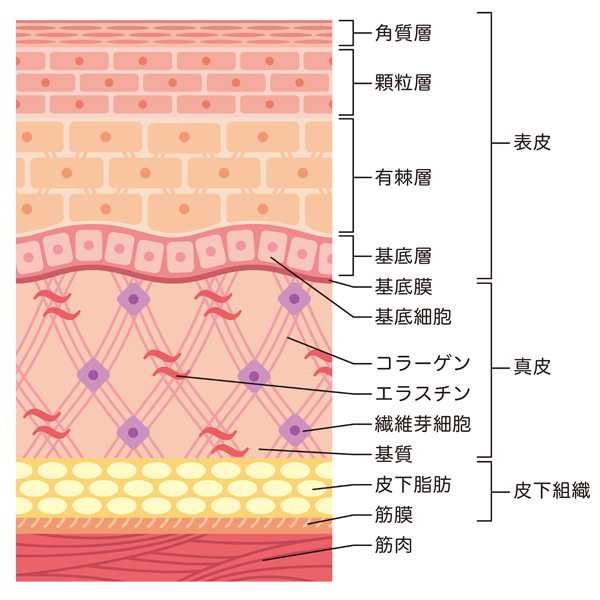 お肌の仕組みイラスト