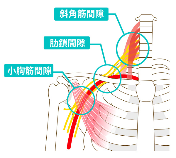 首・肩周りの神経や血管の図解